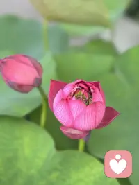 人不會一直錨定在一個狀態(tài)里
就像日夜更替和四季變換
心情也會有所波動
這是人之常情

看懂和理解自己
明白了為什么會被撩撥心弦
情緒來了就走了
能量高高低低
就像手機(jī)里的電量
少了就充
滿了就用

追求單方面的極致
會走向偏執(zhí)
令自己內(nèi)在撕裂

一切是調(diào)衡的過程
在悲喜中
在得失中
在苦樂中
一切共存

時而和諧時而沖突
這才構(gòu)成了人生的豐富
活著的見證

活出自己想要的生命激情
不管是獨處還是合群
不管是利己還是利他
不管是追求名利仕途
不管是追求清心寡欲

你自己的心理體驗是怎樣的
你對自己的選擇滿意嗎
不滿意了可以調(diào)整呀
考驗的是調(diào)衡的能力

希望
你是一個靈動的人間小可愛呀
做自己生命的主人配圖