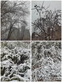 雪终至。
    
    纷纷扬扬的雪洒在那条常走的小路上，街边的海棠树已被风雪打掉了叶子，唯有小小的红果坚立在枝头。墙角的老榆树上覆满了柔柔的白雪。《苹果香》悠扬的旋律若有若无的飘过耳边。昔日里急促的脚步变得缓慢，翼翼的汽车缓缓的行在马路上。
   听风赏雪，放空惫怠，享此时静谧。