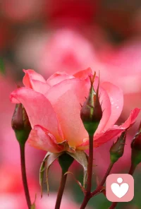 窮則變，變則通，通則久。事物到了山窮水盡的地步，就必然有所變化，變化則能通達，能通達則能恒久。

凡事都有轉機，一切難題都是暫時的，遇到任何事情不必害怕。，適應變化，一定有出路配圖