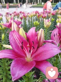 心理知识20种梦境的心理学解析

东北话解梦唠嗑版

老铁们，大家下晚好，俺是东北这嘎达，今儿个和往后不唠别，俺就用咱这大碴子味儿的东北话，跟大伙儿唠唠心理学那点儿事儿！唠唠咱们天天下晚“闭眼睛演电影”的那些事儿—做梦！

老话儿说的好“日有所思，夜有所梦“做梦梦着啥说明咱身体倍儿壮实，但是梦做多了，第二天脑瓜子指定嗡嗡的，脑子里和浆糊似的，贼不得劲儿。人在做梦时候脑瓜子转得比不做梦时还快呢！这说明咱脑功能贼拉强！
老铁你听我跟你掰扯掰扯，你刚才说那话可有点儿跑偏了！咱们正常人都做梦，但要有人嘴一撇说“我压根儿不做梦那玩意儿”，那可得上点儿心，保不齐是右脑整出啥幺蛾子呢！，只有植物人跟痴呆症患者才没这“做梦的夜间节目”！也说不定他不做梦，十有八九是睡醒了就把梦茬儿忘了，跟右脑有啥毛病不挨着边。别自儿个吓唬自儿个，觉得脑袋瓜子出啥幺蛾子了，那是纯扯蛋！