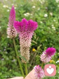 別睡太晚，別愛太滿。配圖