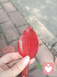 真正的成熟大概就是喜欢的东西还是喜欢，只是不在强求了。害怕的东西还是害怕，只是敢于面对了。人生何其短，那你要以笑的格外甜。不纠结过往不犹豫未来愿你懂得放下，活得自在！配图