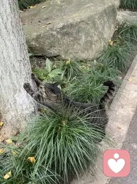 人在突发情况下，是有濒死木僵反应的，如：狼追兔子，走在路上看见一只大狼狗你的第一反应不是跑，你会在那僵住几秒反应过来之后，会想我该跑还是不该跑。配图