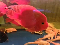 是不是意志力薄弱或智商低的人更容易被催眠呢？
催眠的深度與意志力或智商沒有正相關與專注程度，有很大的相關性。因為智商太低的人沒法理解催眠師的語言暗示，就不能夠達到催眠的狀態。智商在一般以上就可以被催眠。
什么樣的人更容易被催眠呢？
這個問題的因素很多，包括來訪對催眠的認知，對催眠師的信賴度，解決問題的意愿是否強烈，專注程度，想象力等等。配圖