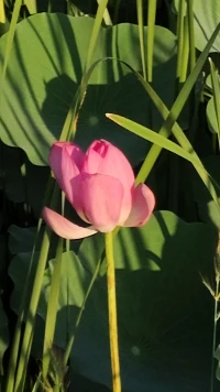 來自荷花的感悟：
荷花在綠葉中的孤傲綻放，既象征一個人在群體中保持獨立人格的成熟能力，也折射出優(yōu)秀者的必然孤獨——當(dāng)個體認(rèn)知或能力顯著超越環(huán)境均值時（大魚小池效應(yīng)），疏離感往往成為必然。這種清高本質(zhì)上是健康的自我邊界。
值得注意的是，正是綠葉的平凡襯托出荷花的獨特，這提醒我們：真正的心理強大不在于刻意疏離，而像荷花那樣在關(guān)系中保持核心自我——既能扎根淤泥汲取養(yǎng)分，又能開出不染的花朵。配圖