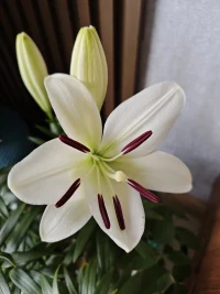 生活給你的每一粒塵埃，都可以成為你向上生長的土壤。配圖