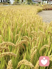 催眠中出现的一些表现往往是疗愈发生的信号或原因，以下是一些常见情况：
 
1. 深度放松；
2. 脑电波变化；
3. 注意力集中；
4. 情绪释放；
5. 内心反思增强；
6. 潜意识浮现；
7. 接受暗示；
8. 身体感知改变；
9. 心理性遗忘；
10. 想象能力发挥；
11. 认知重构；
12. 神经活动模式调节；
13. 情绪记忆调节；
14. 睡眠质量改善；
15. 自我接纳增强。配图