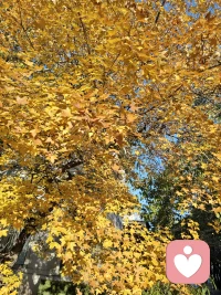 ?一個關于親子關系的案例

來訪者（父親母親）求助：兒子考上名牌大學，工作后就拉黑他們，常年不回家。媽媽當初為了陪讀，還辭了工作去外地，夫妻倆長期分居……為兒子做了這么多，他不懂兒子為啥這樣，特別痛苦，想弄清原因、修復關系。

孩子拒絕與父母交流，電話微信拉黑，常年不回家，這是為什么？

親子關系中常上演類似的戲碼：“我為你犧牲了一切，你怎么還這么不懂事？”

如果父母把養育視為“我的犧牲”，孩子便背上了沉重的愧疚。但阿德勒指出：“孩子是獨立的個體，不會完全按照父母的想法去生活。”學習是孩子的課題，支持是父母的課題，但替孩子做決定、承擔后果，便是越界。

正如紀伯倫在《先知》中所寫：“你們的兒女，其實不是你們的兒女。他們是生命對于自身渴望而誕生的孩子。他們通過你來到這世界，卻非因你而來。”這段話雖講親子，卻適用于所有親密關系——愛人、伴侶、朋友，皆是如此。
我們應該在愛中保持清醒，在親密中保有自由。

當你不再要求對方為你幸福負責，你才真正自由；當對方不再被你的情緒綁架，他才真正輕松。當你不再試圖改變對方，不再為對方的情緒買單，你才能真正看見對方本來的樣子，他才能真正活出本來的樣子。

愛，不是共生，而是共舞。兩個獨立的靈魂，在各自的節奏中相遇，彼此欣賞，彼此支持，卻不糾纏。不越界、不指責，這樣的愛才是一場輕盈的奔赴，而非沉重的負擔。配圖