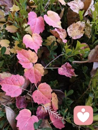 心理咨詢案例報告
 
55歲的來訪者因后背、右胳膊疼痛三月余尋來，此前輾轉多家醫院、嘗試土方診治，花費數萬卻未見改善，后背僵硬如板，著實令人心疼。在家人的提議下，前來做心理咨詢。
剛一見面時我便察覺她眼底藏著未宣泄的情緒，待所有人離開后，我以老鄉的共情拉近距離，引導她敞開心扉，還輔以輕柔的催眠引導幫她放松身心。短短五六分鐘的情緒宣泄后，她紅著眼眶說“舒服多了”，僵硬的軀體也明顯舒展。
    可見情緒疏導結合催眠放松，對這類軀體化癥狀有著溫暖又神奇的療愈力，也更讓我深知作為咨詢師，陪伴與疏導的重量。配圖