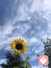 世間所有無尚的智慧只因看見自己。看見即療愈，唯有愛可以治愈一切。在身心靈成長的路上，活出更好的自己，在自己的熱愛里，按照自己的意愿過一生??配圖