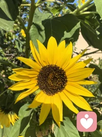 幸福像花兒一樣。你有追求幸福的勇氣嗎？答案是肯定的。那就從好好愛自己，開啟吧配圖