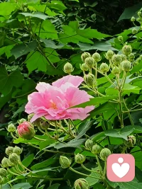 隨手一拍，都是歡喜配圖