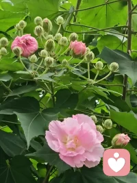 隨手一拍，都是歡喜配圖