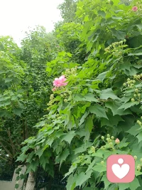 隨手一拍，都是歡喜配圖