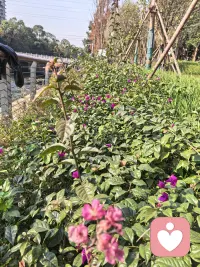 三角梅在冬至节后还在相继盛开，给今天的芸芸众生带来一股暖意，加上这暖暖的太阳，自在，恬静，淡然