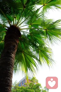 家長(zhǎng)朋友們，在陪伴孩子成長(zhǎng)與學(xué)習(xí)的道路上，我們都深知自律能力的重要性。


一個(gè)擁有自律能力的孩子，就如同擁有了一把通向成功的鑰匙，他們能夠主動(dòng)探索知識(shí)的海洋，為未來的璀璨人生奠定堅(jiān)實(shí)根基。


咱們先來說說，為什么培養(yǎng)孩子的自律能力如此關(guān)鍵。

想象一下，孩子未來步入社會(huì)，沒有了家長(zhǎng)和老師的時(shí)刻督促，如果缺乏自律，怎能在競(jìng)爭(zhēng)激烈的環(huán)境中脫穎而出？


自律，是孩子能夠掌控自己生活、實(shí)現(xiàn)夢(mèng)想的必備品質(zhì)。

那么，身為家長(zhǎng)，到底應(yīng)該怎樣去培養(yǎng)孩子的自律能力，從而促使他們主動(dòng)學(xué)習(xí)呢？

為孩子建立規(guī)律的生活作息，這是培養(yǎng)自律的基石。


精心為孩子制定一個(gè)清晰、合理且貼心的日常時(shí)間表，涵蓋起床、學(xué)習(xí)、休息、娛樂等方方面面。


要讓孩子清楚地知曉每個(gè)時(shí)間段該做什么，幫助他們逐步養(yǎng)成良好的時(shí)間管理習(xí)慣。


就像每天固定安排閱讀時(shí)間和作業(yè)時(shí)間，長(zhǎng)此以往，孩子的身體和大腦就會(huì)適應(yīng)這種規(guī)律，自然而然地培養(yǎng)出自律的生物鐘。

其次，設(shè)定明確的目標(biāo)是引領(lǐng)孩子走向自律和主動(dòng)學(xué)習(xí)的燈塔。


與孩子并肩攜手，共同制定短期和長(zhǎng)期的學(xué)習(xí)目標(biāo)，心理學(xué)家維果茨基說最近發(fā)展區(qū)，伸伸手就能夠著目標(biāo)，這樣不會(huì)造成孩子的挫敗感。
孩子才能慢慢吸收養(yǎng)分長(zhǎng)成參天大樹。配圖