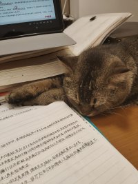 小猫陪我学习配图
