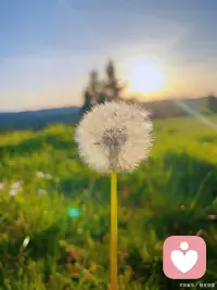 心安，是一種智慧。
它讓你在復雜的世界中找到簡單的幸福。
愿你我都能擁有這份智慧，享受生活的每一個瞬間。配圖