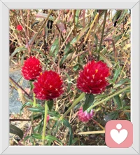 發(fā)現(xiàn)身邊的小美好
周末被叫到單位參加培訓(xùn)是件讓人很不爽的事，大家紛紛吐槽。中午培訓(xùn)結(jié)束一位同事的隨手拍讓這份不爽隨風(fēng)消散。
有些事情不能改變就調(diào)整自己的心態(tài)，不要讓它一直影響著你。
你會發(fā)現(xiàn)，身邊隨處都有的小美好，哪怕是幾片落葉，一簇雜草中的小花......配圖