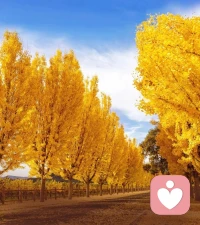 我的目標(biāo)
         ——薩提亞

我想要愛你

而不控制你

欣賞你，而非評(píng)斷你

與你一起，而不是侵犯你

邀請你，而非強(qiáng)求你

離開你，無需多言歉疚

批評(píng)你，而非責(zé)備你

并且，幫助你

但不看輕你

如果，我也能從你那里得到相同的

那么，我們的相會(huì)就是真誠的

并且，會(huì)豐盈彼此配圖