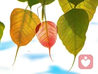 爱情与成熟度无关。如果不努力发展自己的全部人格，那么每种爱的努力都会失败；如果没有爱他人的能力，如果不能真正谦恭地、勇敢地、真诚地和有纪律地爱他人，那么人们，在自己的爱情生活中也永远得不到满足。配图