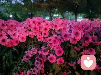 我们总是可以在逆境中找到积极向上的东西。但是也许更重要的是，我们可以在逆境中创造希望，无论我们走到哪儿。在最深的绝望里，看到最美的风景。配图