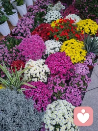 今日分享：家庭教育話題
教育就是陪伴你長大，也目送你遠行

曾經(jīng)看過這樣一段話
讓人印象深刻：
“我欽佩一種母親
她們在孩子年幼時給予強烈的親密
又在孩子長大后學會得體的退出
照顧和分離都是母愛在孩子身上
必須完成的任務”

心理學家西爾維亞曾說過
“這世上所有的愛
都是以聚合為目的
只有一種愛指向分離
那就是父母對孩子的愛”

所以，養(yǎng)育的最終目的
不是讓孩子聽話順從
更不是掌控孩子的人生而是將自己修成一個“擺渡人”

先讓孩子品嘗魚的味道
然后教他學會捕魚的本領
渡完最后一程
再目送他去對岸更廣闊的天地

親愛的父母因為相遇、陪伴、再見
成長就是一張單程車票
所以，請好好珍惜當下
陪孩子一起收集生活中的美
一起感悟生命的真諦
讓他們在未來遇見更好的自己吧配圖