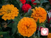 《當我真的愿意看見自己時》 維吉尼亞·薩提亞

當我真的愿意看見自己時，
我可能還會痛，但已經不再抱怨，
我深知，這痛，只因遇見真實的自己，
曾經那個不懂愛的自己。


透過痛，生命正在穿越和成長，
這個痛，跟其他任何人無關，
我接納并祝福，生命里經過的每一個人，
如果真的曾經相遇，無論是怎樣的形式，
必定都是一份禮物，一次恩典。


當我真的愿意看見自己時，
我可能還有傷，但我已不再盼人來療傷，
我深知，透過深入生命的實相，
我自己能夠療愈一切的傷口。


我不再去索取別人的愛，
當我能夠療愈自己，愛從我心里流出來，
我知道，總會有一天，我也會成為愛本身，
每一個經過我的人，都能夠聞到慈悲的芬芳。


當我真的愿意看見自己時，
我可能還有夢，但已放下所有的評判，
我看到，一切人和事，都只為成就我而來，
一切的發(fā)生，都是最好的安排。


淬煉的生命才有品質的芳香，
那些傷害過我的人，
不過是在加持我的成長，
我決定，從現在開始，除了我允許，
沒有人能夠傷害我自己。


當我真正愿意看見自己時，
我或許還會有期待，
但已放下所有執(zhí)著，
因果法則，公平對待每一個人，
果就在因里，種因無需問果。


我看到，我正在學習，
真正不自私地愛自己，
在通往自己的路上，我發(fā)現，
已全然接納一切的不完美。


當我真正愿意看見自己時，
我或許還有未知，
但我已經愿意去面對，
我深知，我的內在有一個真正的宇宙，
生命里所有的智慧，都在里面蘊藏和發(fā)酵，

我愿意，繼續(xù)了解和發(fā)現未知的自己，
不斷與真實相遇，我知道，
透過真正的了解自己，
我會真正了解生命，了解宇宙的奧秘。配圖