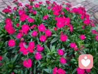 《我允許》 海靈格

我允許任何事情的發生
我允許，事情是如此的開始
如此的發展，如此的結局
因為我知道，
所有的事情，都是因緣和合而來
一切的發生，都是必然
若我覺得應該是另外一種可能
傷害的，只是自己
我唯一能做的
就是允許

我允許別人如他所是
我允許，他會有這樣的所思所想
如此的評判我，如此的對待我
因為我知道
他本來就是這個樣子
在他那里，他是對的
若我覺得他應該是另外一種樣子
傷害的，只是自己
我唯一能做的
就是允許

我允許我有了這樣的念頭
我允許，每一個念頭的出現
任它存在，任它消失
因為我知道
念頭本身本無意義，與我無關
它該來會來，該走會走
若我覺得不應該出現這樣的念頭
傷害的，只是自己
我唯一能做的
就是允許

我允許我升起了這樣的情緒
我允許，每一種情緒的發生
任其發展，任其穿過
因為我知道
情緒只是身體上的覺受
本無好壞
越是抗拒，越是強烈
若我覺得不應該出現這樣的情緒
傷害的，只是自己
我唯一能做的
就是允許

我允許我就是這個樣子
我允許，我就是這樣的表現
我表現如何，就任我表現如何 
因為我知道 
外在是什么樣子
只是自我的積淀而已 
真正的我，智慧具足 
若我覺得應該是另外一個樣子 
傷害的，只是自己 
我唯一能做的 
就是允許

我知道 
我是為了生命在當下的體驗而來 
在每一個當下時刻 
我唯一要做的就是 
全然地允許 
全然地經歷 
全然地享受 
看，只是看配圖