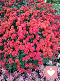 有一天你會驚喜的發(fā)展，你人生中所發(fā)生的一切事情都是來渡你的。讓你舒服的事是來滋養(yǎng)你的，讓你不舒服的是來擴(kuò)展你的……配圖