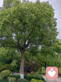 成熟不是没有冲突,而是学会与内心的纷扰温柔共处。