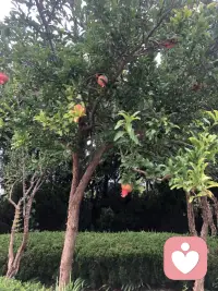 常羨人間琢玉郎，天應(yīng)乞與點(diǎn)酥娘。盡道清歌傳皓齒，風(fēng)起，雪飛炎海變清涼。
萬(wàn)里歸來(lái)顏愈少。微笑，笑時(shí)猶帶嶺梅香。試問(wèn)嶺南應(yīng)不好，卻道：此心安處是吾鄉(xiāng)。

人生不如意事十之八九，又何必太在意呢！配圖