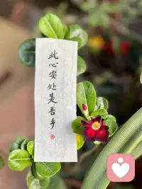 有些矛盾并沒有真正的破解之法，倒不如讓自己慢下來，隨遇而安，隨心而走。也是一種心安配圖