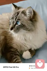 你可以温和，但必须有锋芒；你可以善良，但必须带点棱角。这份与生俱来的力量，不是为了刺伤谁，只是为了告诉你：你值得被尊重，值得被善待，值得牢牢守住属于自己的一切。

愿你敢怒、敢言、敢坚守，愿你的攻击性，永远只为守护自己而生，不伤人，不伤己，只护你一生安稳，不被辜负。配图