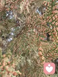 放下期待，我们收获的是整个关系的旷野。在这片旷野上，不再有你应该的标记，只有真实的脚步踏出的道路。我们可以并肩走，也可以各走各路，却始终知道，回头时，对方在那里。或许这才是爱的真谛——不是把对方变成我们想要的样子，而是帮助彼此成为更好的自己。就像诗人纪伯伦所言：“爱的空间里，没有占有，只有存在。”配图