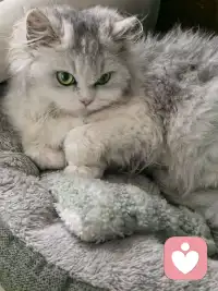 放下期待，我们收获的是整个关系的旷野。在这片旷野上，不再有你应该的标记，只有真实的脚步踏出的道路。我们可以并肩走，也可以各走各路，却始终知道，回头时，对方在那里。或许这才是爱的真谛——不是把对方变成我们想要的样子，而是帮助彼此成为更好的自己。就像诗人纪伯伦所言：“爱的空间里，没有占有，只有存在。”配图