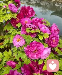 我们就像一台能量仪器，时刻像周围发射能量。


而在过去，我经常发射🚀抱怨 指责，愤怒，用种子法则说，就是在种抱怨指责愤怒的种子，结果也收获更多抱怨愤怒指责。


曾经以为我委屈受伤,在我没有看到的空间，我也在伤害别人让别人受伤。


从把责任推向外界，到担起责任主动承担。

从不想承认自己不好，不强，到坦荡承认自己弱。

从不接纳这个奇怪的自己，到开始看到这个自己。

从什么也不想做，不想努力，到持续的跟队跟对✅。


体验的过程是真实的，而好的滋味也是真实的。配图