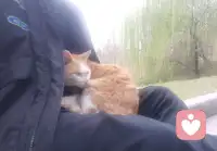 感觉对了 一切就顺了 

原创 修行者柔柔 修行者柔柔 修行者柔柔 

2026年3月15日 20:29 广东 听全文 星标 

￼ 

在小说阅读器中沉浸阅读

宁芮老师的三天懂爱课结束了，我依然很兴奋。这是小迷妹追心追星的兴奋。这是榜样的能量传递。这是一个生命被唤醒的欢呼，这是被看见被爱着的喜悦。这是久别后重逢的丝毫不陌生，这是心与心的相连相接。听到宁芮老师嘶哑的嗓子 依然敬业的传授课程，在带领催眠的时候，大力咳嗽后依然很专业的带领，好心疼，好像抱抱她，好像跟她说，别念了  好好休息啊。看到这份对事业的热爱和对专业的负责，好感动，也许这就是初心吧。从第一次听她的课起，我就被她吸引了，完美无暇，太惹人爱了。连我都爱她，这世界上没有人不爱她吧。我是一个对外要求极高 对内却放低标准的人。在她的课上，我感觉很好，就是那种被爱到的感觉。三天的课程，好多内容，好多精彩，好多欢乐，好多感动，好多照见。我是一个对感受要求很高的人，感受好了 一切都好了。在听她讲她性格的转变 和爸爸相处的经历中，从不理解爸爸 到全然的感觉自己被爸爸爱，我发现我俩还有点像。以前我也不喜欢我的爸爸，我觉得爸爸不爱我 只会吼我，就知道发飙，我曾经困在委屈的壳里 不想出来，我沉浸在难过当中，眼里看到的都是 爸妈对我不好，我委屈 愤怒，我难过 我伤心，我渴望那种温柔温暖的爱，我感觉我一点都从爸妈那里得不到，嗯，他们给不了我，我觉得他们不爱我，可是呢，他们再用他们的方式爱我，经过我的验证，他们是爱我的，只是他们笨笨的 只会用他们的方式而已。我爸爸也跟我说过 照顾好自己这样的话，他是爱我的，我也是爱他的。爸爸让我学会了 快乐 权威 生存，让我成长成现在的样子，我从以前的怨恨的跟他一样暴躁，到现在能感恩这份力量的传承，权威背后是保护 是捍卫是爱。配图