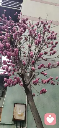 感觉对了 一切就顺了 

原创 修行者柔柔 修行者柔柔 修行者柔柔 

2026年3月15日 20:29 广东 听全文 星标 

￼ 

在小说阅读器中沉浸阅读

宁芮老师的三天懂爱课结束了，我依然很兴奋。这是小迷妹追心追星的兴奋。这是榜样的能量传递。这是一个生命被唤醒的欢呼，这是被看见被爱着的喜悦。这是久别后重逢的丝毫不陌生，这是心与心的相连相接。听到宁芮老师嘶哑的嗓子 依然敬业的传授课程，在带领催眠的时候，大力咳嗽后依然很专业的带领，好心疼，好像抱抱她，好像跟她说，别念了  好好休息啊。看到这份对事业的热爱和对专业的负责，好感动，也许这就是初心吧。从第一次听她的课起，我就被她吸引了，完美无暇，太惹人爱了。连我都爱她，这世界上没有人不爱她吧。我是一个对外要求极高 对内却放低标准的人。在她的课上，我感觉很好，就是那种被爱到的感觉。三天的课程，好多内容，好多精彩，好多欢乐，好多感动，好多照见。我是一个对感受要求很高的人，感受好了 一切都好了。在听她讲她性格的转变 和爸爸相处的经历中，从不理解爸爸 到全然的感觉自己被爸爸爱，我发现我俩还有点像。以前我也不喜欢我的爸爸，我觉得爸爸不爱我 只会吼我，就知道发飙，我曾经困在委屈的壳里 不想出来，我沉浸在难过当中，眼里看到的都是 爸妈对我不好，我委屈 愤怒，我难过 我伤心，我渴望那种温柔温暖的爱，我感觉我一点都从爸妈那里得不到，嗯，他们给不了我，我觉得他们不爱我，可是呢，他们再用他们的方式爱我，经过我的验证，他们是爱我的，只是他们笨笨的 只会用他们的方式而已。我爸爸也跟我说过 照顾好自己这样的话，他是爱我的，我也是爱他的。爸爸让我学会了 快乐 权威 生存，让我成长成现在的样子，我从以前的怨恨的跟他一样暴躁，到现在能感恩这份力量的传承，权威背后是保护 是捍卫是爱。配图