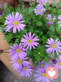 感觉对了 一切就顺了 

原创 修行者柔柔 修行者柔柔 修行者柔柔 

2026年3月15日 20:29 广东 听全文 星标 

￼ 

在小说阅读器中沉浸阅读

宁芮老师的三天懂爱课结束了，我依然很兴奋。这是小迷妹追心追星的兴奋。这是榜样的能量传递。这是一个生命被唤醒的欢呼，这是被看见被爱着的喜悦。这是久别后重逢的丝毫不陌生，这是心与心的相连相接。听到宁芮老师嘶哑的嗓子 依然敬业的传授课程，在带领催眠的时候，大力咳嗽后依然很专业的带领，好心疼，好像抱抱她，好像跟她说，别念了  好好休息啊。看到这份对事业的热爱和对专业的负责，好感动，也许这就是初心吧。从第一次听她的课起，我就被她吸引了，完美无暇，太惹人爱了。连我都爱她，这世界上没有人不爱她吧。我是一个对外要求极高 对内却放低标准的人。在她的课上，我感觉很好，就是那种被爱到的感觉。三天的课程，好多内容，好多精彩，好多欢乐，好多感动，好多照见。我是一个对感受要求很高的人，感受好了 一切都好了。在听她讲她性格的转变 和爸爸相处的经历中，从不理解爸爸 到全然的感觉自己被爸爸爱，我发现我俩还有点像。以前我也不喜欢我的爸爸，我觉得爸爸不爱我 只会吼我，就知道发飙，我曾经困在委屈的壳里 不想出来，我沉浸在难过当中，眼里看到的都是 爸妈对我不好，我委屈 愤怒，我难过 我伤心，我渴望那种温柔温暖的爱，我感觉我一点都从爸妈那里得不到，嗯，他们给不了我，我觉得他们不爱我，可是呢，他们再用他们的方式爱我，经过我的验证，他们是爱我的，只是他们笨笨的 只会用他们的方式而已。我爸爸也跟我说过 照顾好自己这样的话，他是爱我的，我也是爱他的。爸爸让我学会了 快乐 权威 生存，让我成长成现在的样子，我从以前的怨恨的跟他一样暴躁，到现在能感恩这份力量的传承，权威背后是保护 是捍卫是爱。配图