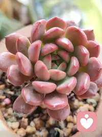 感觉对了 一切就顺了 

原创 修行者柔柔 修行者柔柔 修行者柔柔 

2026年3月15日 20:29 广东 听全文 星标 

￼ 

在小说阅读器中沉浸阅读

宁芮老师的三天懂爱课结束了，我依然很兴奋。这是小迷妹追心追星的兴奋。这是榜样的能量传递。这是一个生命被唤醒的欢呼，这是被看见被爱着的喜悦。这是久别后重逢的丝毫不陌生，这是心与心的相连相接。听到宁芮老师嘶哑的嗓子 依然敬业的传授课程，在带领催眠的时候，大力咳嗽后依然很专业的带领，好心疼，好像抱抱她，好像跟她说，别念了  好好休息啊。看到这份对事业的热爱和对专业的负责，好感动，也许这就是初心吧。从第一次听她的课起，我就被她吸引了，完美无暇，太惹人爱了。连我都爱她，这世界上没有人不爱她吧。我是一个对外要求极高 对内却放低标准的人。在她的课上，我感觉很好，就是那种被爱到的感觉。三天的课程，好多内容，好多精彩，好多欢乐，好多感动，好多照见。我是一个对感受要求很高的人，感受好了 一切都好了。在听她讲她性格的转变 和爸爸相处的经历中，从不理解爸爸 到全然的感觉自己被爸爸爱，我发现我俩还有点像。以前我也不喜欢我的爸爸，我觉得爸爸不爱我 只会吼我，就知道发飙，我曾经困在委屈的壳里 不想出来，我沉浸在难过当中，眼里看到的都是 爸妈对我不好，我委屈 愤怒，我难过 我伤心，我渴望那种温柔温暖的爱，我感觉我一点都从爸妈那里得不到，嗯，他们给不了我，我觉得他们不爱我，可是呢，他们再用他们的方式爱我，经过我的验证，他们是爱我的，只是他们笨笨的 只会用他们的方式而已。我爸爸也跟我说过 照顾好自己这样的话，他是爱我的，我也是爱他的。爸爸让我学会了 快乐 权威 生存，让我成长成现在的样子，我从以前的怨恨的跟他一样暴躁，到现在能感恩这份力量的传承，权威背后是保护 是捍卫是爱。配图