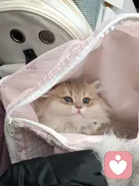 小时候，我渴望当一个作家，写写文章，好不自在，自由职业，无拘无束。


长大后成了一个上班族👩‍💼，每天朝九晚五，按部就班。


他觉得我话多，不切实际，不着调。需要清净。


孩子觉得我啰嗦，烦。


渐渐的我不爱对他们说了。


可是我每天需要固定输出的语言需要释放到哪里去啊，于是我开直播，录视频，开会，享受输出的🎊。


在持续的行动中，我找到了适合我的学习方式，成长方式。


以前，我看书基本是看个十几页我就要睡觉的，可是读书，做读书会，我很带劲，不会困。


我发现了，只要有人看，有人关注我就很来劲哈哈。


我会早上带领伙伴做功课，读经典，做读书会，催眠带领，读着读着就发现内心平静了，我自我催眠了，喜悦了，通畅了。


读书和唱歌一样都讲究气的流通。


在每一次引导，带领下，我爱上了这个让我内心喜悦的功课。


就像有人爱运动，有人爱跳舞，有人爱爬山，而我发现我爱在有人关注下说话。



我发现一个有意思的点，当我开直播的时候，没有人在线的时候我就平常心，有人在线的时候，特别人多一点的时候，我可带劲了，那眼神语气节奏，恨不得毕生武艺都拿出来秀秀。


多么爱享受聚光灯的人儿啊。


持续的践行，是因为喜欢😘。


坚持会有尽头，但是持续是因为热爱。



再说说完美，以前我认为我没有完美😍，神经大条，直到我发现，我要求挺多的。


他给我端水，我会说给我37度的水，最好弄个柠檬片，哈哈开个玩笑。


曾经，在周围关系中，我会追求所有人的认可，会把别人的评价批在自己身上，否定自己，内耗自己，觉得自己做的不好。


我渴望🤩周围人的点头叫好，我也比较在意别人的眼光，会把对方的愤怒，归因在自己没做好。


能量起来以后，我发现我好像比较不太在意别人的评价了。


以前是假装不在意其实内在很受伤，但是现在是真不太在意。


以前当同事说我业务不专业的时候，我会各种解释，证明不是自己不专业，想证明自己专业。


现在同事说我不专业的时候，我大方的承认，我这个点不太熟悉配图