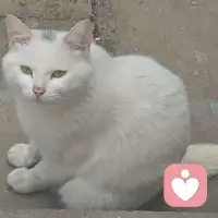 不是追求无菌的心理状态，而是培养容纳生命全貌的内在容量与智慧。配图