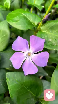 不是追求无菌的心理状态，而是培养容纳生命全貌的内在容量与智慧。配图