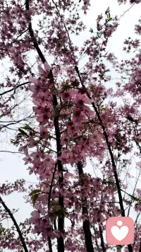 不是追求无菌的心理状态，而是培养容纳生命全貌的内在容量与智慧。配图