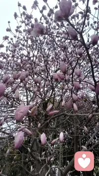 不是追求无菌的心理状态，而是培养容纳生命全貌的内在容量与智慧。配图