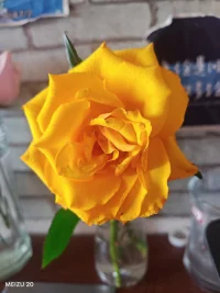 当因果站出来，你会发现世上没有可怜之人。
当慈悲站出来，你会发现世上都是可怜之人。
当你看见河，你已在河之外。
当你看见山，你以在山之外。
当你能看见自己的任何情绪，你已在情绪之外。
真正的强大不是对抗，而是允许发生，允许遗憾、愚蠢、丑恶、
允许自己走错路，允许自己看错人。
允许付出没有回报。配图