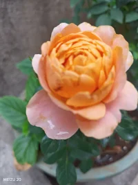 这个世界上从来没有感同身受，你可以抱怨可以消沉，甚至是崩溃，但是你一定得懂得自愈，没有多少人真的心疼你，能救你于低谷从来都不是他人，而是自己。人生漫长，在喧嚣中自荐，在孤独中自爱，在关系中自洽，在伤痛中自愈，最后在生活中自渡，你要相信其实一直陪着你的都是那个了不起的自己，山有顶峰，湖有彼岸，人生漫漫，皆有回转