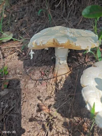 “與萬事言和，與獨處相安，自行，自醒，自清歡”，這個世界上，沒有好壞，沒有對錯，只是大家處在不同的頻率，允許自己做自己，允許別人做別人，讓花成花，讓樹成樹，則其善者而從之，其不善者而改之，你我活得皆會自然灑脫！配圖
