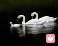 心智成熟四标志：不含诱惑的深情，不带敌意的坚决，不带羞耻的表达，不带愧疚的离开。配图